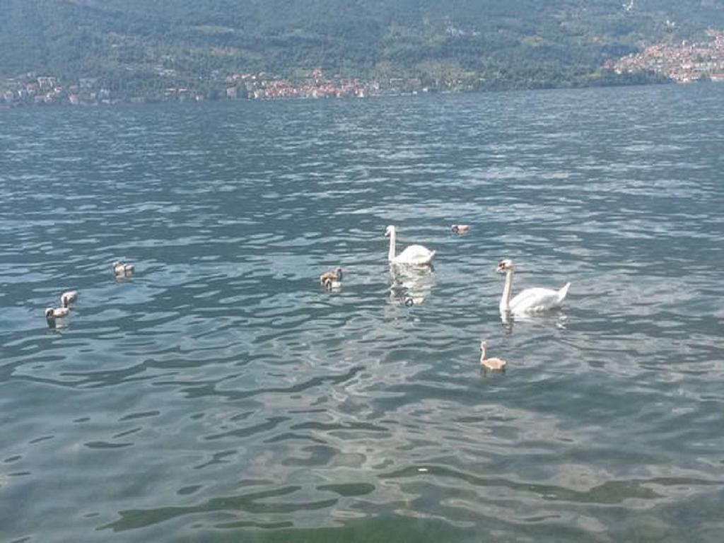 Appartamento Vista Lago - Betta Lezzeno Exteriör bild
